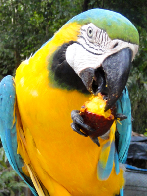Blue and gold macaw at Quistococha zoo, Iquitos. © Photo by Amrit Moore/Center for Amazon Community Ecology