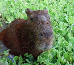 Capybara at Quistocoha zoo. © Photo by Campbell Plowden/Center for Amazon Community Ecology