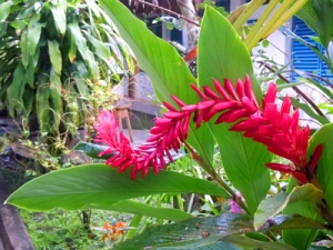 Red ginger flower at La Pascana, Iquitos, Peru. © Photo by Campbell Plowden/Center for Amazon Community Ecology