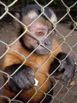 Capuchin monkey at Quistococha zoo, Iquitos. © Photo by Campbell Plowden/Center for Amazon Community Ecology