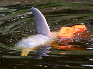 River dolphin at Quistococha zoo, Iquitos. © Photo by Campbell Plowden/Center for Amazon Community Ecology
