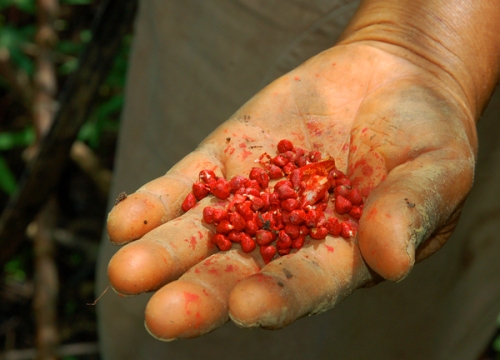 Achiote seeds. Photo by Campbell Plowden/Center for Amazon Community Ecology