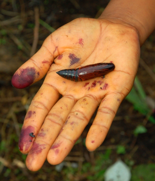Beetle grub in soil. Photo by Campbell Plowden/Center for Amazon Community Ecology