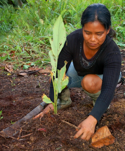 Claudel planting guisador. Photo by Campbell Plowden/Center for Amazon Community Ecology