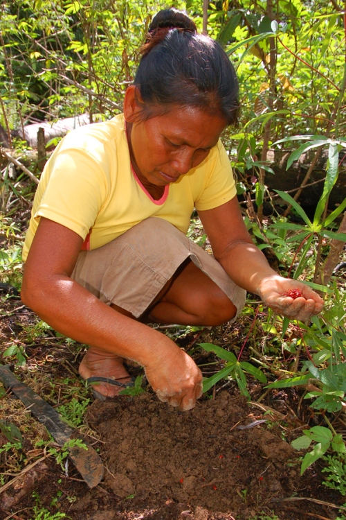 Graciela planting achiote seeds. Photo by Campbell Plowden/Center for Amazon Community Ecology