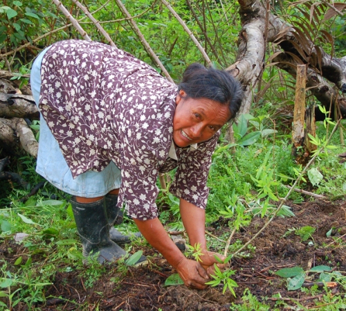 Hilda Campos planting sisa dye plant. Photo by Campbell Plowden/Center for Amazon Community Ecology