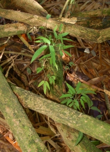 Sisa vine with leaves. Photo by Campbell Plowden/Center for Amazon Community Ecology